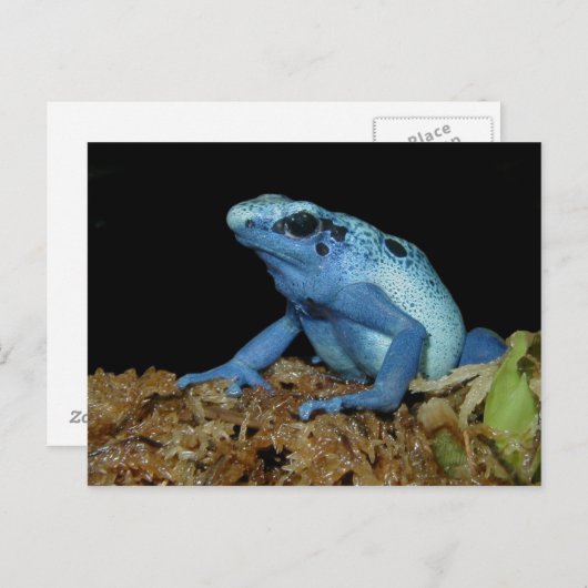 Blue Dart Frog (Dendrobates azureus).jpg Postkarte (Vorne/Hinten)