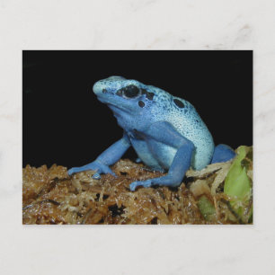 Blue Dart Frog (Dendrobates azureus).jpg Postkarte