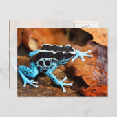 Blue Dart Frog Dendrobates Tinctorius Postkarte (Vorne/Hinten)