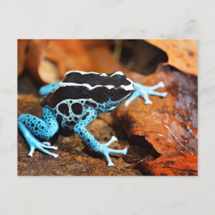 Blue Dart Frog Dendrobates Tinctorius Postkarte