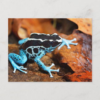 Blue Dart Frog Dendrobates Tinctorius Postkarte