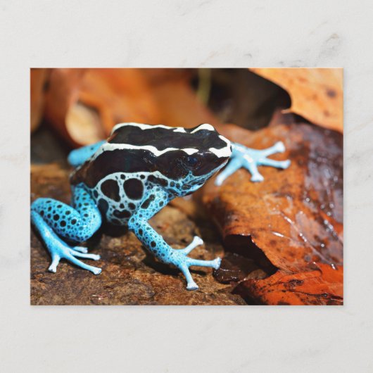 Blue Dart Frog Dendrobates Tinctorius Postkarte (Vorderseite)
