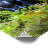 Blue Dart Frog Poster (Ecke)