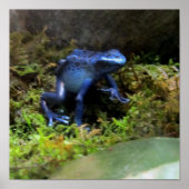 Blue Dart Frog Poster (Vorne)