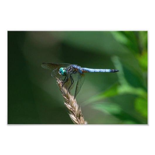 Blue Dasher Dragon Fly Fotodruck (Vorne)
