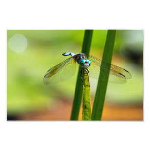 Blue Dasher Dragon Fly Fotodruck