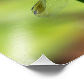 Blue Dasher Dragon Fly Fotodruck (Ecke)