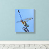 Blue Dasher Dragonfly in "Obelisk Posture" Leinwanddruck (Insitu (Holzboden))