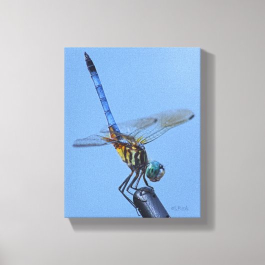 Blue Dasher Dragonfly in "Obelisk Posture" Leinwanddruck (Vorderseite)