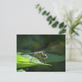Blue Dasher Dragonfly Postkarte (Stehend Vorderseite)