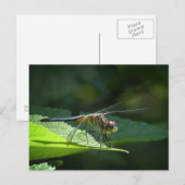 Blue Dasher Dragonfly Postkarte (Vorne/Hinten)