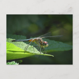 Blue Dasher Dragonfly Postkarte