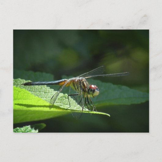 Blue Dasher Dragonfly Postkarte (Vorderseite)