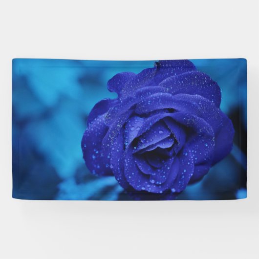 Blue Dewdrop-Rose Banner (Horizontal)