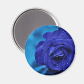 Blue Dewdrop-Rose Magnet (Vorderseite/Rückseite)