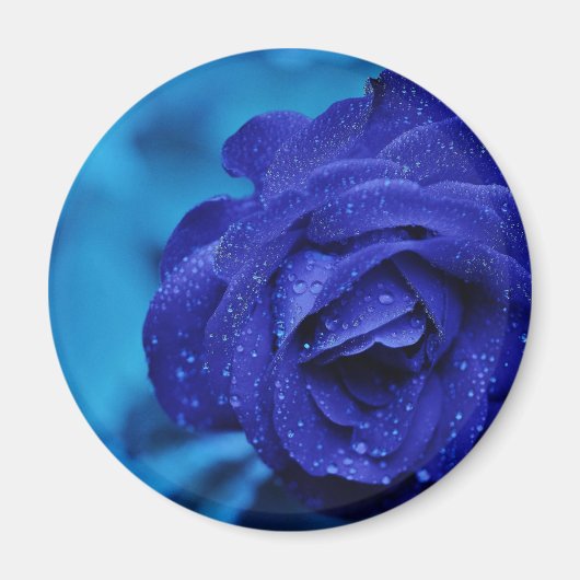 Blue Dewdrop-Rose Magnet (Vorne)