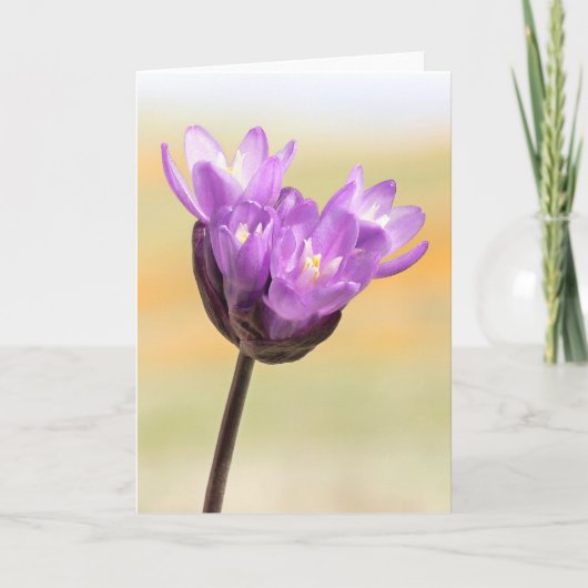 Blue Dick Wildblume Karte (Vorderseite)