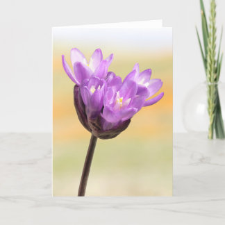 Blue Dick Wildblume Karte