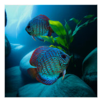 Blue Discus Fish Aquarium Panzer Art