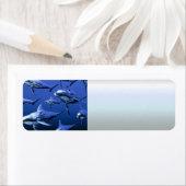 Blue Dolphin (Insitu)