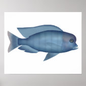 Blue Dolphin Cichlid Poster (Vorne)