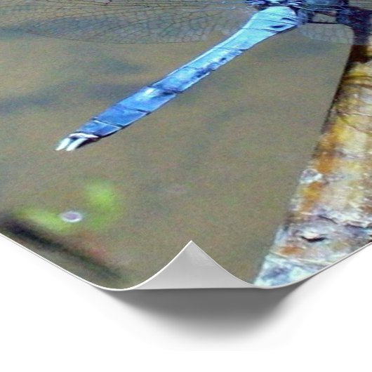 Blue DragonFly 2 Poster (Ecke)