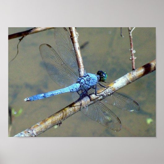 Blue DragonFly 2 Poster (Vorne)