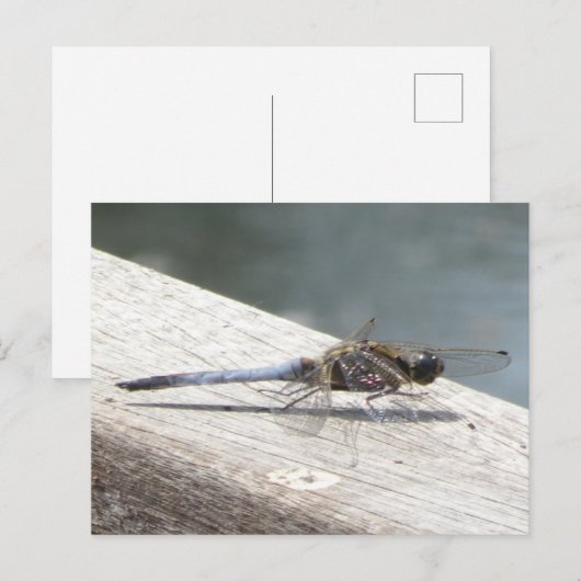 Blue Dragonfly DIY Postkarte (Vorne/Hinten)