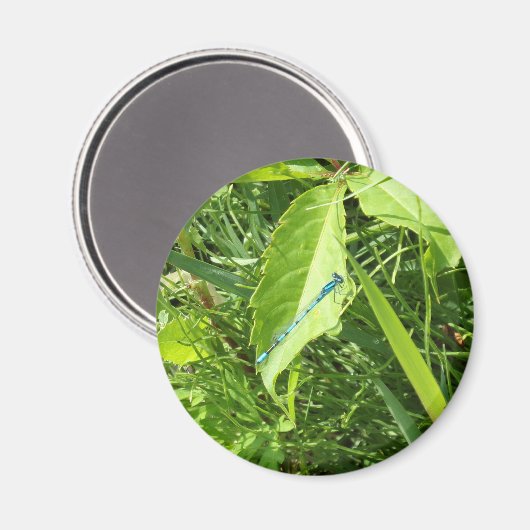 Blue Dragonfly Magnet (Vorderseite/Rückseite)