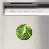 Blue Dragonfly Magnet (In Situ (Geschirrspüler))