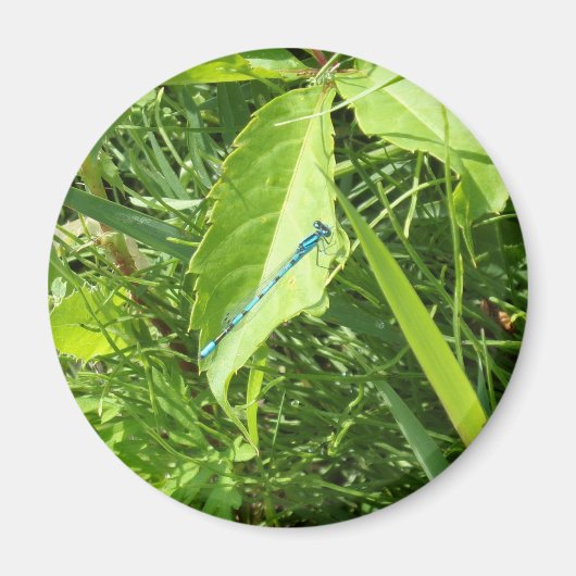 Blue Dragonfly Magnet (Vorne)