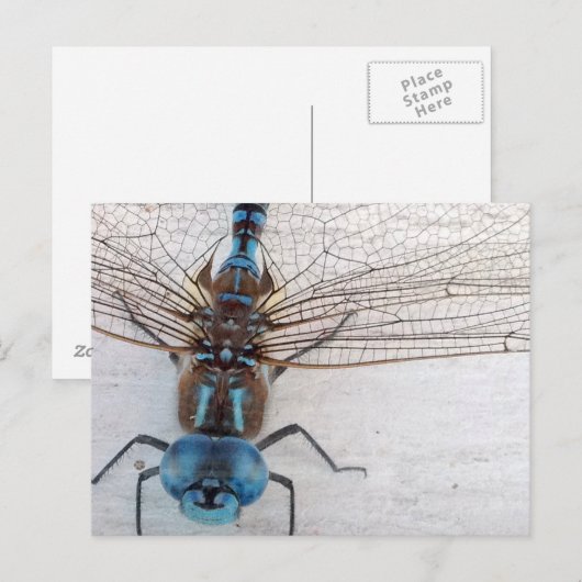 Blue Dragonfly Postcard Postkarte (Vorne/Hinten)