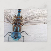 Blue Dragonfly Postcard Postkarte (Vorderseite)