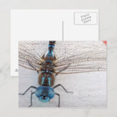 Blue Dragonfly Postcard Postkarte (Vorne/Hinten)