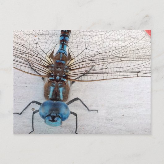 Blue Dragonfly Postcard Postkarte (Vorderseite)
