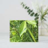 Blue Dragonfly Postcard Postkarte (Stehend Vorderseite)