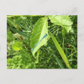 Blue Dragonfly Postcard Postkarte (Vorderseite)