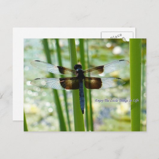 Blue Dragonfly Postcard Postkarte (Vorne/Hinten)
