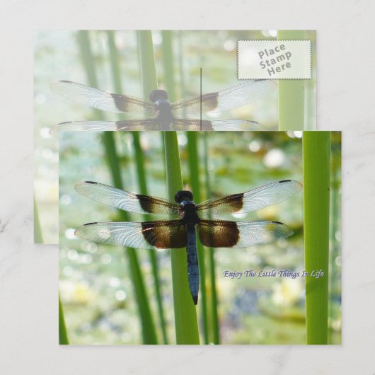 Blue Dragonfly Postcard Postkarte (Vorne/Hinten)