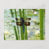 Blue Dragonfly Postcard Postkarte (Vorderseite)