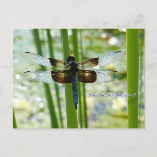 Blue Dragonfly Postcard Postkarte (Vorderseite)