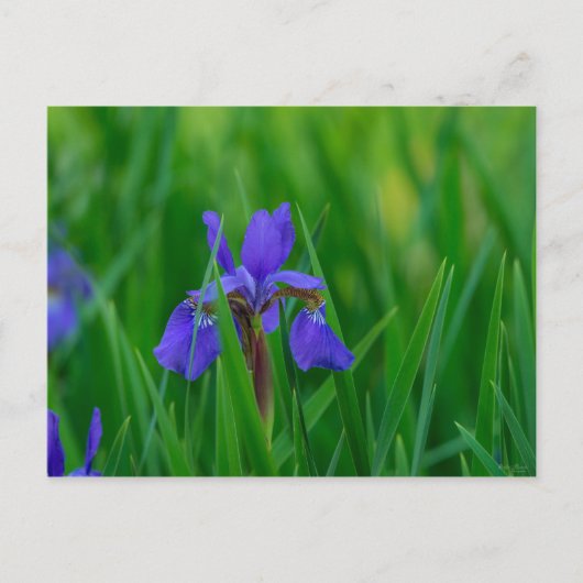 Blue Dutch unter Blätter Postkarte (Vorderseite)