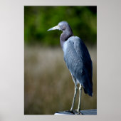 Blue Egret Poster (Vorne)