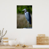 Blue Egret Poster (Küche)