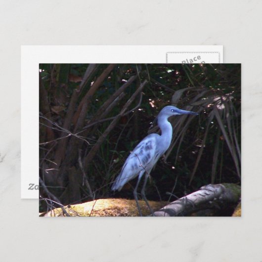 Blue Egret Postkarte (Vorne/Hinten)
