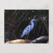 Blue Egret Postkarte (Vorderseite)