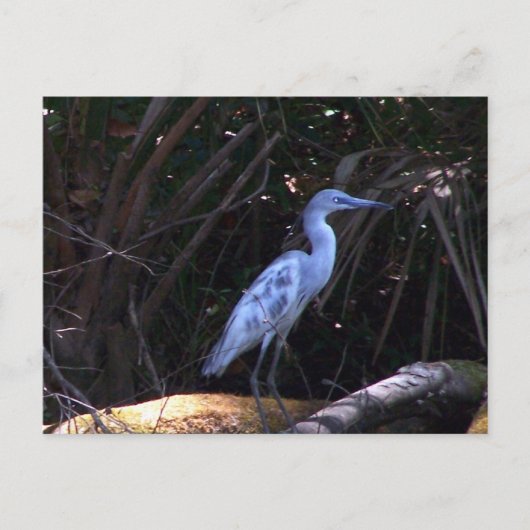 Blue Egret Postkarte (Vorderseite)