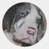 Blue Eye Great Dane Puppy Runder Aufkleber (Vorderseite)