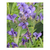 Blue-Eyed Darner Dragonfly on Purple Aconite Fotodruck (Vorne)