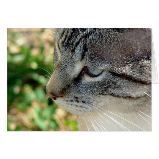 Blue Eyes Kitty (Vorderseite (Horizontal))